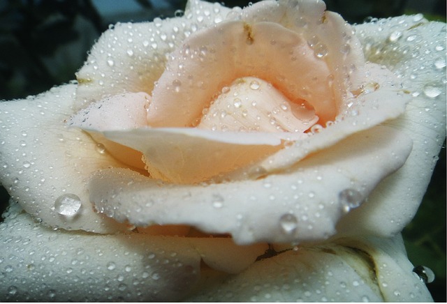 Adolfo Dominguez Agua Fresca Rosas Blancas